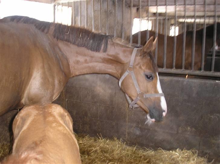 Anden særlig race Donna Shakira- SOLGT.. billede 7