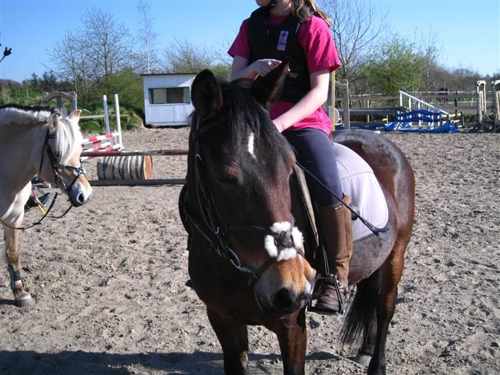 Anden særlig race May-day<3 *solgt* - hun er så fin med kryds-næsebånd på <33 (foto penny <3) billede 5