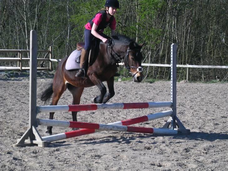 Anden særlig race May-day<3 *solgt* - så en lille lodret:D <3 (foto penny<3)  billede 6