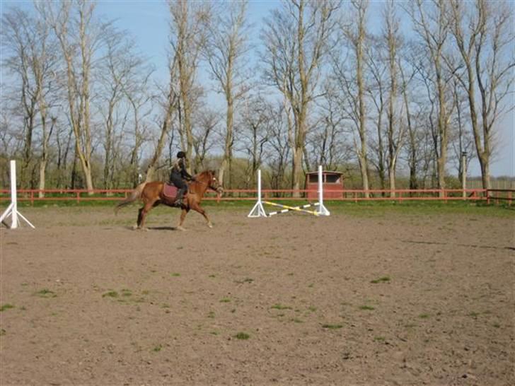 Anden særlig race Laban billede 11