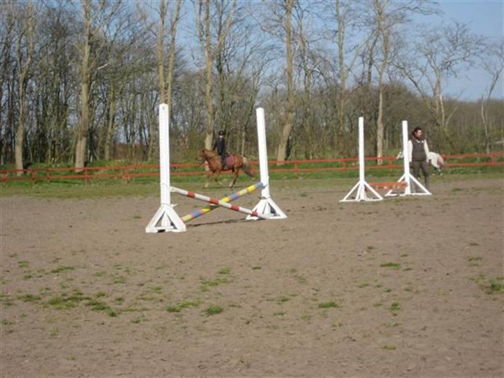 Anden særlig race Laban billede 12