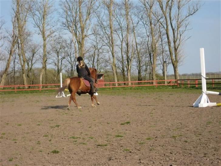 Anden særlig race Laban billede 13