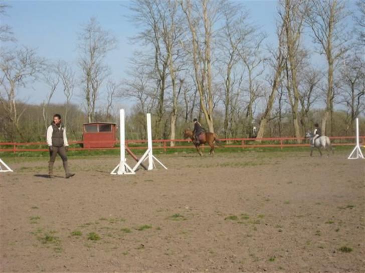 Anden særlig race Laban billede 14