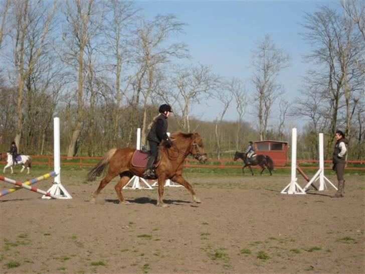 Anden særlig race Laban billede 15