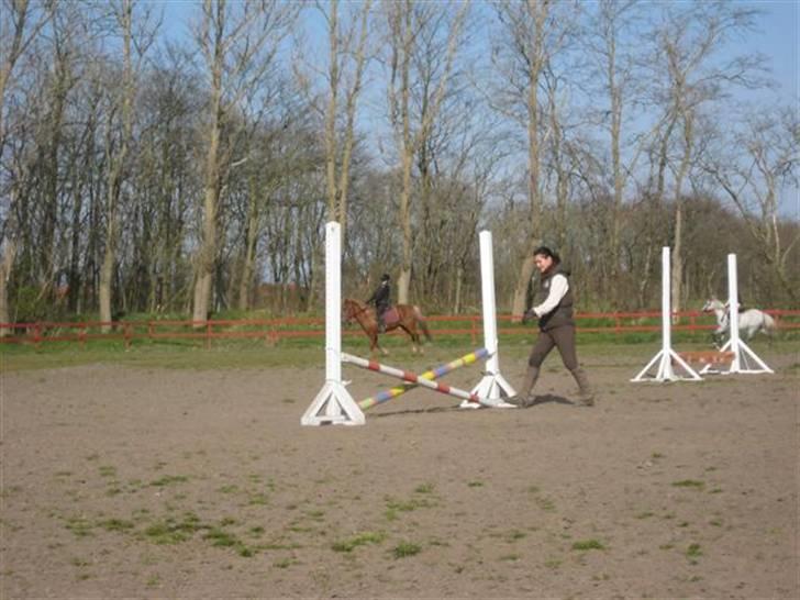 Anden særlig race Laban billede 16