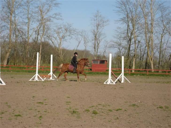 Anden særlig race Laban billede 17