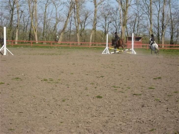 Anden særlig race Laban billede 18