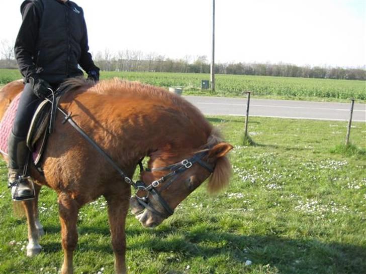 Anden særlig race Laban billede 19