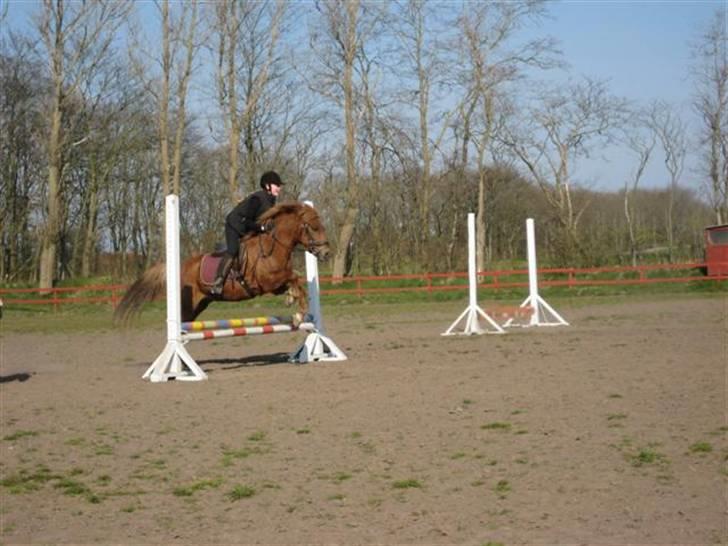 Anden særlig race Laban billede 20