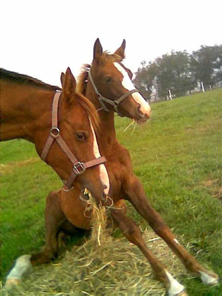 Anden særlig race Manifique Eto'o- SOLGT billede 1