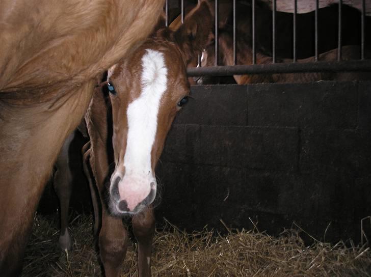 Anden særlig race Manifique Eto'o- SOLGT billede 2
