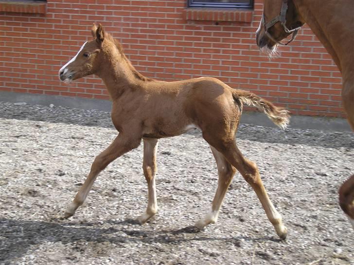 Anden særlig race Manifique Eto'o- SOLGT billede 3