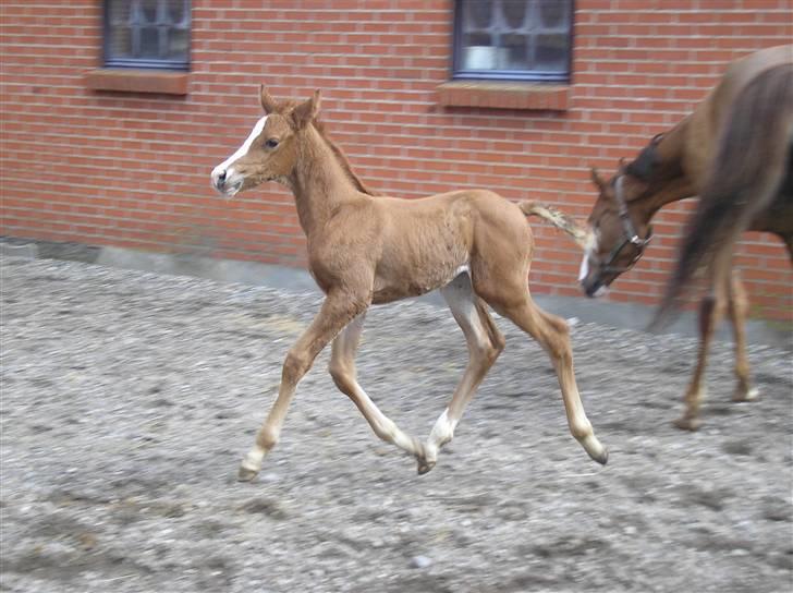 Anden særlig race Manifique Eto'o- SOLGT billede 4