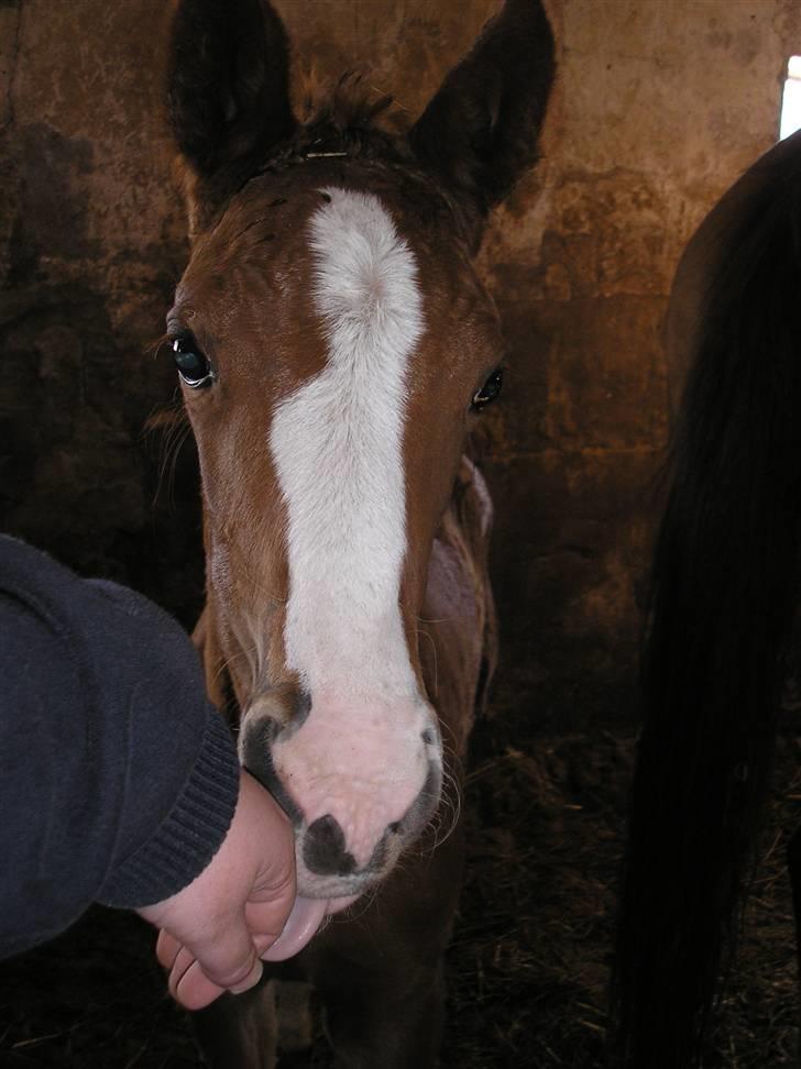 Anden særlig race Manifique Eto'o- SOLGT billede 5