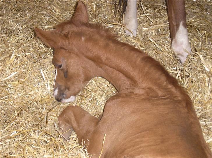 Anden særlig race Manifique Eto'o- SOLGT billede 6