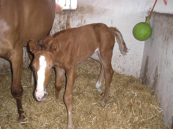 Anden særlig race Manifique Eto'o- SOLGT billede 7