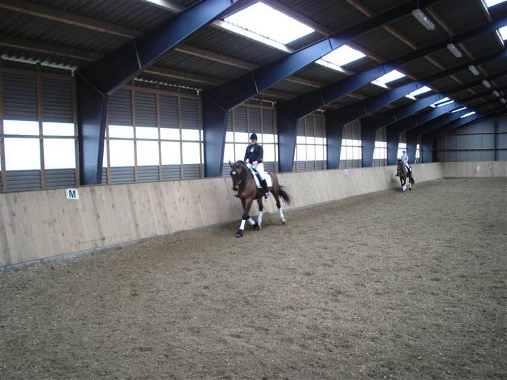 Dansk Varmblod Fairy tale SOLGT :( billede 13