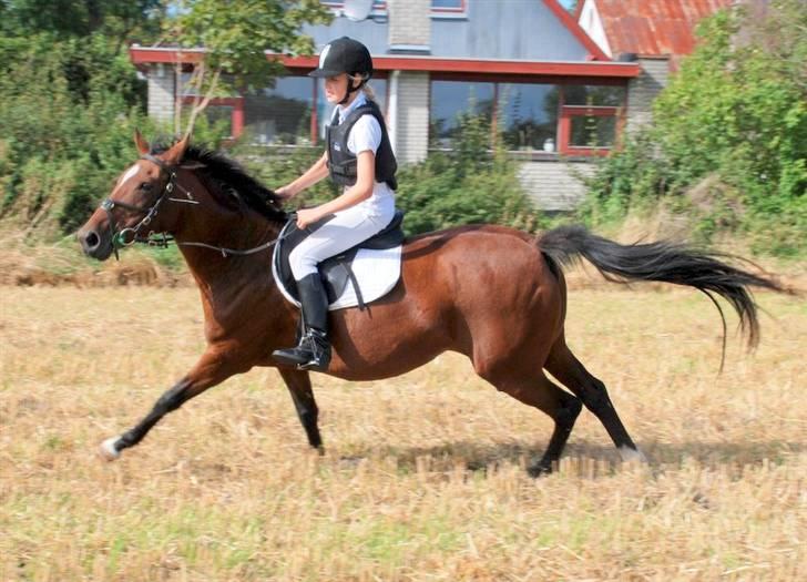 Hollandsk Sportspony *Ravnholts Jasmin*R.I.P billede 16