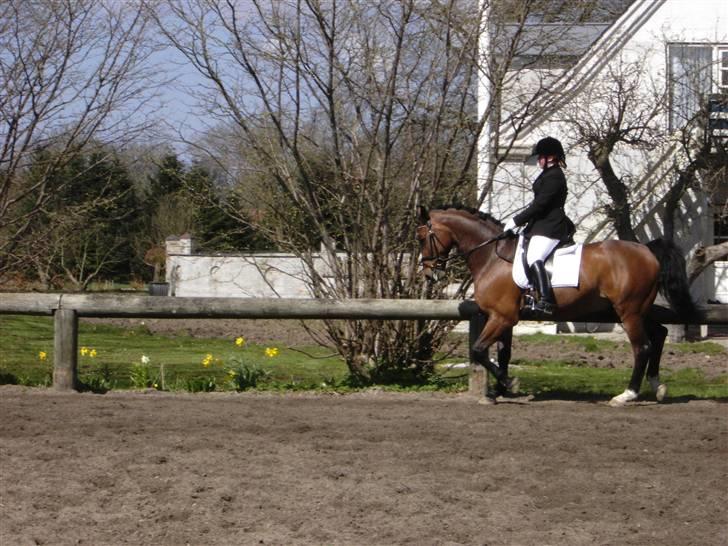 Dansk Varmblod Fairy tale SOLGT :( - hvis d vil se mere stævne fra fairy og mig så kig i foto album og giv en kommentar :) billede 14