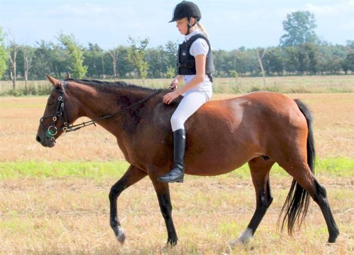 Hollandsk Sportspony *Ravnholts Jasmin*R.I.P billede 17