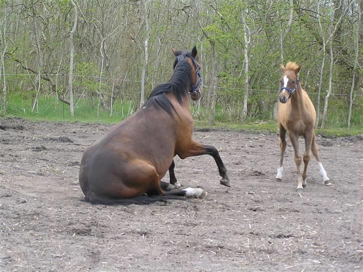 Hollandsk Sportspony *Ravnholts Jasmin*R.I.P billede 18