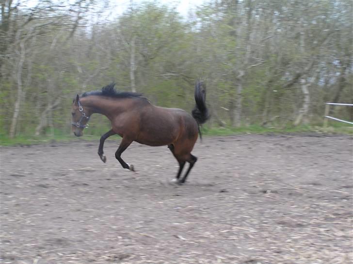 Hollandsk Sportspony *Ravnholts Jasmin*R.I.P billede 19