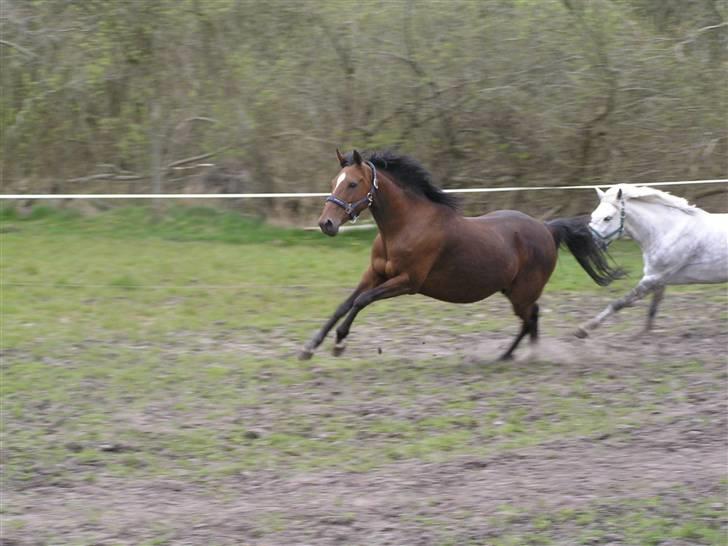 Hollandsk Sportspony *Ravnholts Jasmin*R.I.P billede 20