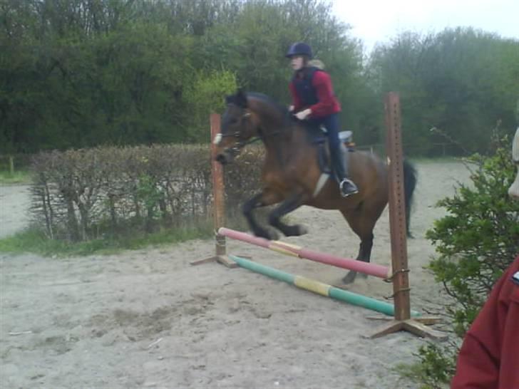 Anden særlig race Chaplin (SOLGT) billede 17