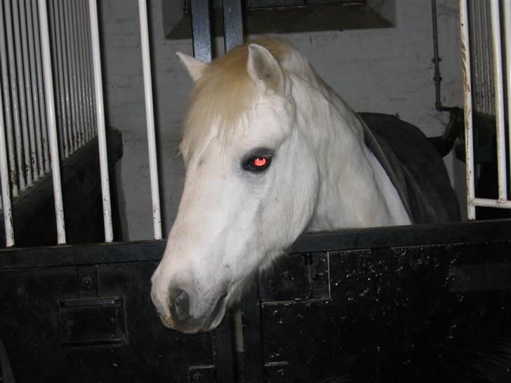 Welsh Mountain (sec A) Galantus *gl. passer* billede 17