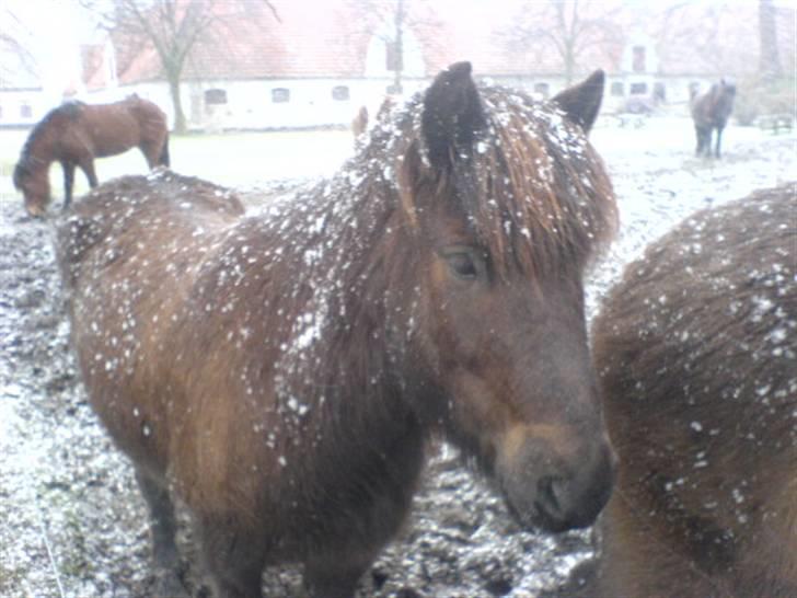 Islænder * Kólga Fra Ùtvik * - Verdens bedste Kólga <3 Min IsMule <333 FOTO: Miig  billede 11