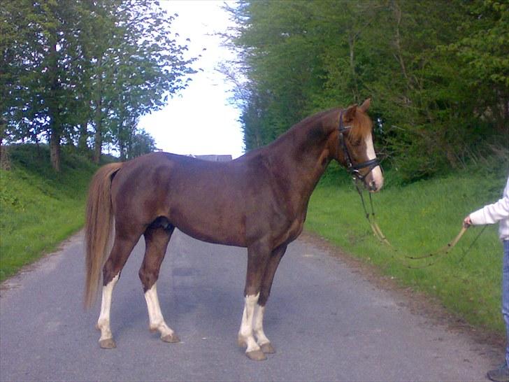 DSP StaldBirkely's mr nice guy billede 8