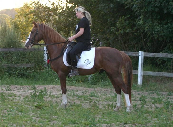 DSP StaldBirkely's mr nice guy billede 9