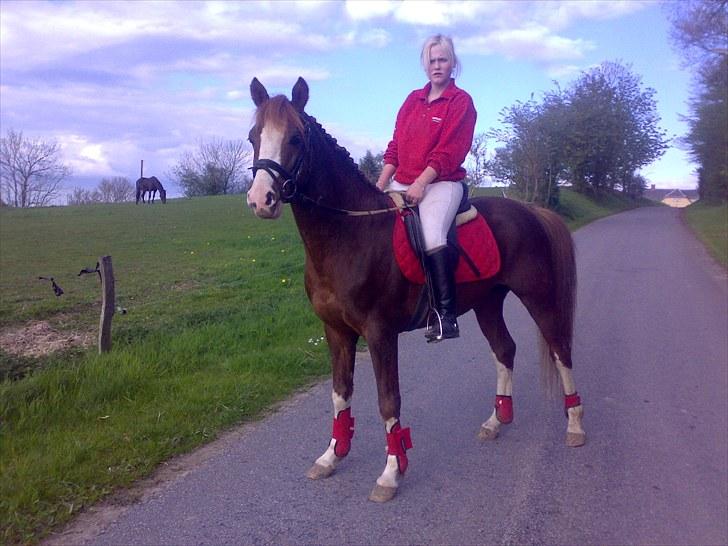 DSP StaldBirkely's mr nice guy billede 14