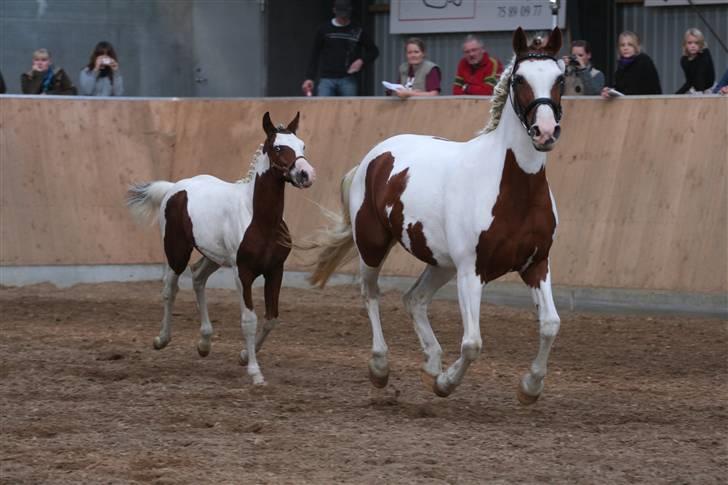 Pinto Sambuca billede 13
