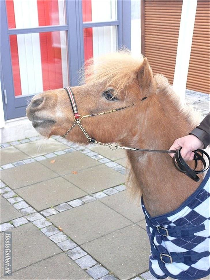 Dansk Miniature Søglimts Ziva - Ziva kom og sagde hej til min konfirmation - søde lille bamsehest (-: billede 1