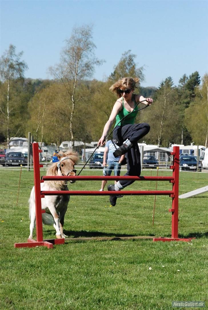 Dansk Miniature Søglimts Ziva - hvad tror du selv mor? :D - foto: Maria, Team Topper billede 2