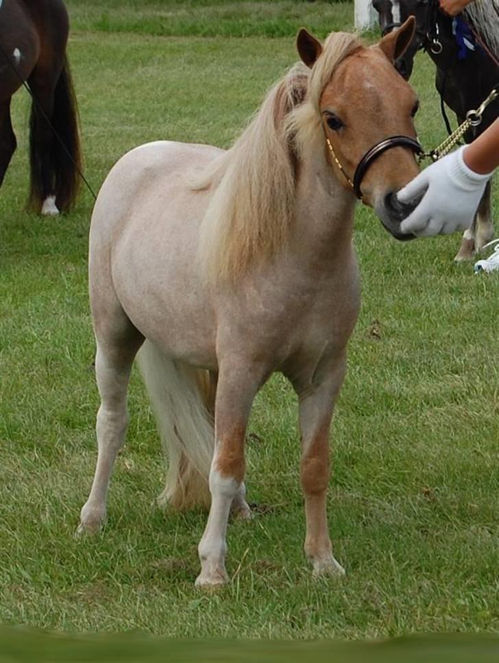 Dansk Miniature Søglimts Ziva - til føl og plagskue med gamle ejer . Foto: Team Topper billede 3