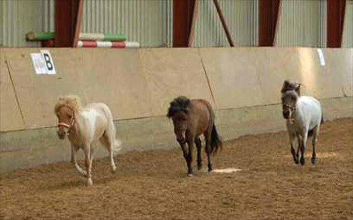 Dansk Miniature Søglimts Ziva - Ziva og hendes søskene (: billede 4