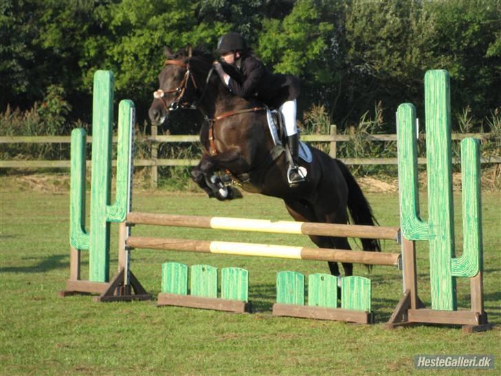 Welsh Cob (sec D)  - Amira (SOLGT) - 10; Lc i HHH - d. 19 september 2009. | foto: Tina B.<3 billede 10