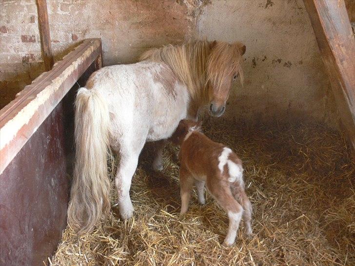 Dansk Miniature Søglimts Ziva - Se mor, jeg har fået en baby :) billede 5