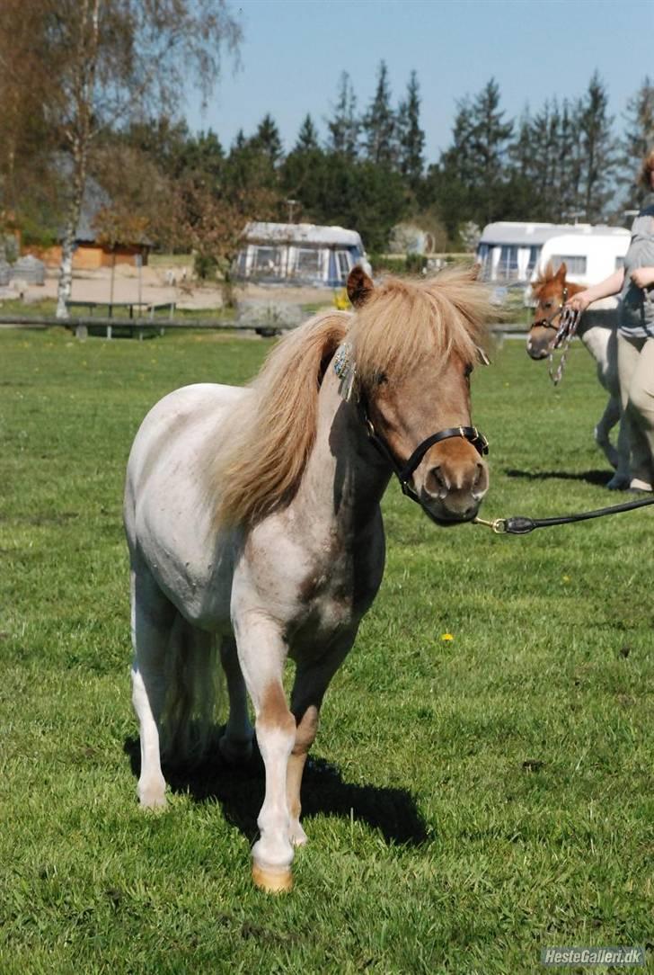 Dansk Miniature Søglimts Ziva - DMHF angement ved vestbirk camping. Hun var SÅ pæn på det tidspunkt! foto: Maria, Team Topper billede 6