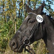 Hollandsk Varmblod Lylise * R.I.P *