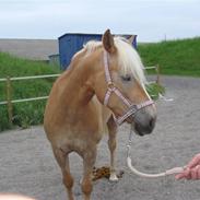 Haflinger Meike - solgt - 