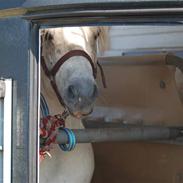 Anden særlig race Snowball 