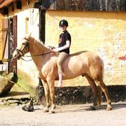 Palomino Bornhorse Pelle