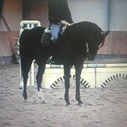 Anden særlig race Rachelieu uglvig