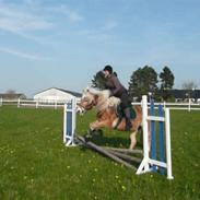 Haflinger ARAQ KASTANJEGÅRD *SOLGT*