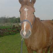 Dansk Varmblod Salina <3 *Sabby*(Solgt)