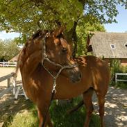 Arabisk fuldblod (OX) Ca Bonito