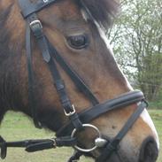 Welsh Pony af Cob-type (sec C) Fanny (Solgt)